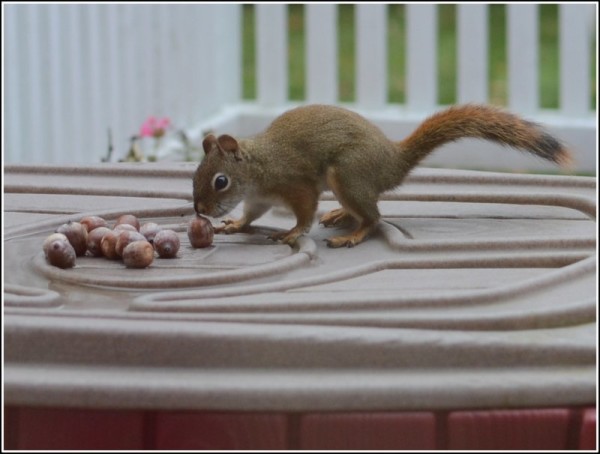 Squirrel Storing His Acorns