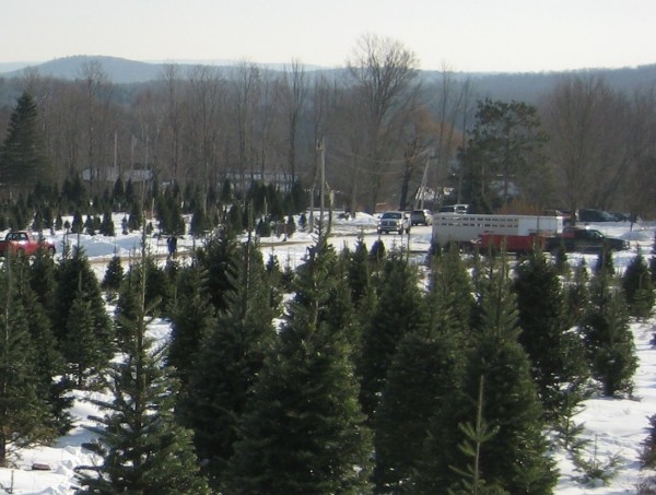 Christmas Tree Farm