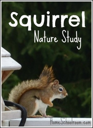 Squirrel Nature Study from Home Schoolroom
